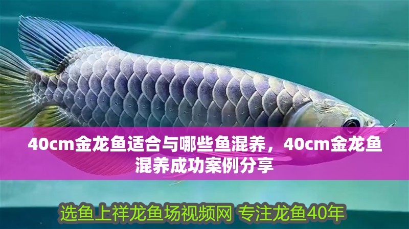 40cm金龍魚適合與哪些魚混養，40cm金龍魚混養成功案例分享 40cm金龍魚適合與哪些魚混養，40cm金龍魚混養成功案例分享 龍魚百科