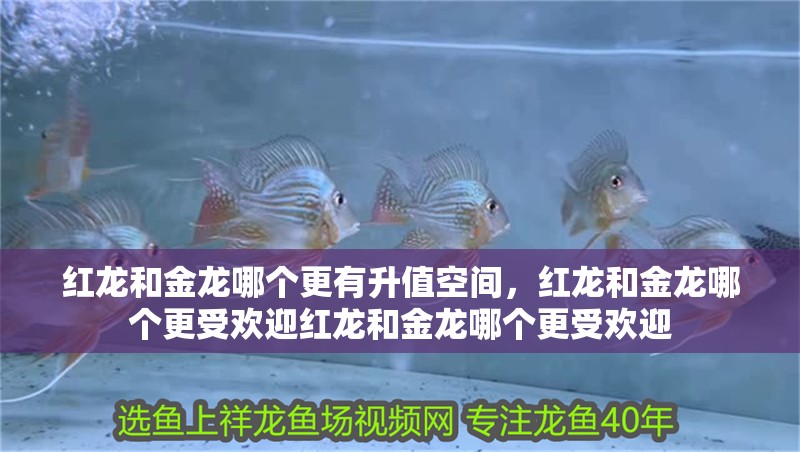 紅龍和金龍哪個更有升值空間，紅龍和金龍哪個更受歡迎紅龍和金龍哪個更受歡迎