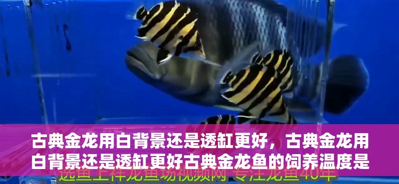 我的虎魚真菌感染了要怎么處理 古典金龍用白背景還是透缸更好,古典金龍用白背景還是透缸更好古典金龍魚的飼養(yǎng)溫度是多少 龍魚百科 古典金龍用白背景還是透缸更好,古典金龍用白背景還是透缸更好古典金龍魚的飼養(yǎng)溫度是多少 古典金龍用白背景還是透缸更好,古典金龍用白背景還是透缸更好古典金龍魚的飼養(yǎng)溫度是多少 龍魚百科