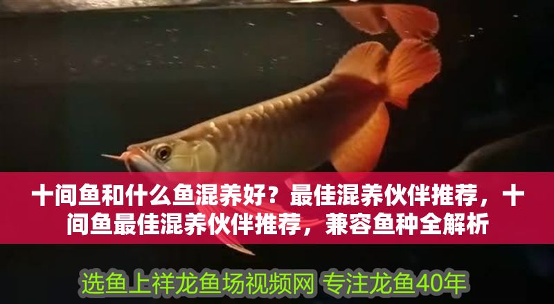 十間魚和什么魚混養好？最佳混養伙伴推薦，十間魚最佳混養伙伴推薦，兼容魚種全解析 十間魚和什么魚混養好？最佳混養伙伴推薦，十間魚最佳混養伙伴推薦，兼容魚種全解析 龍魚百科 第1張