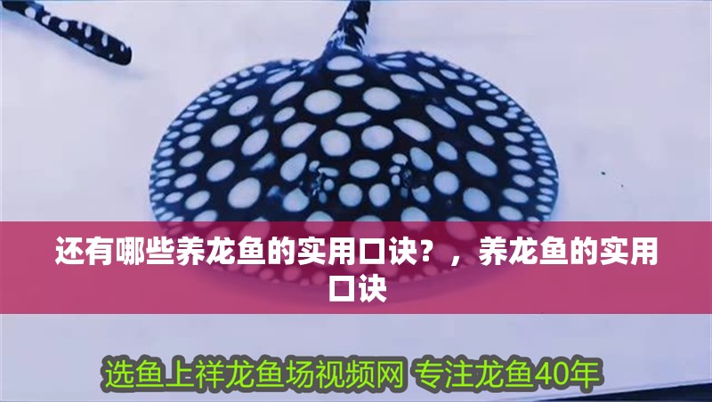 還有哪些養(yǎng)龍魚的實(shí)用口訣？，養(yǎng)龍魚的實(shí)用口訣