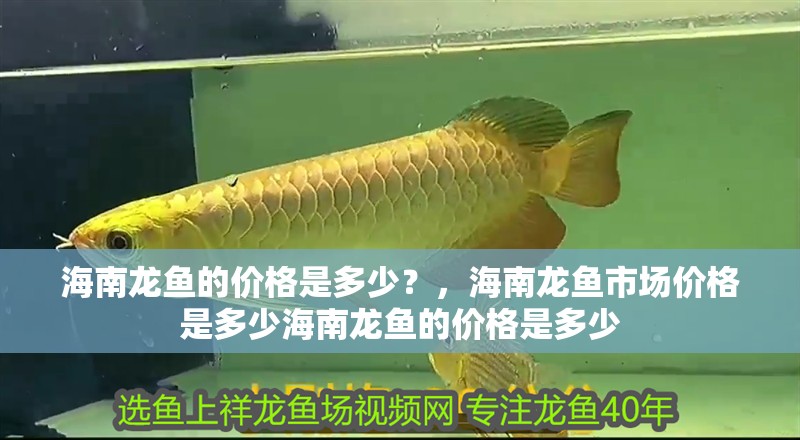 海南龍魚的價格是多少？，海南龍魚市場價格是多少海南龍魚的價格是多少