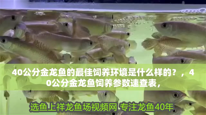 40公分金龍魚的最佳飼養環境是什么樣的？，40公分金龍魚飼養參數速查表，