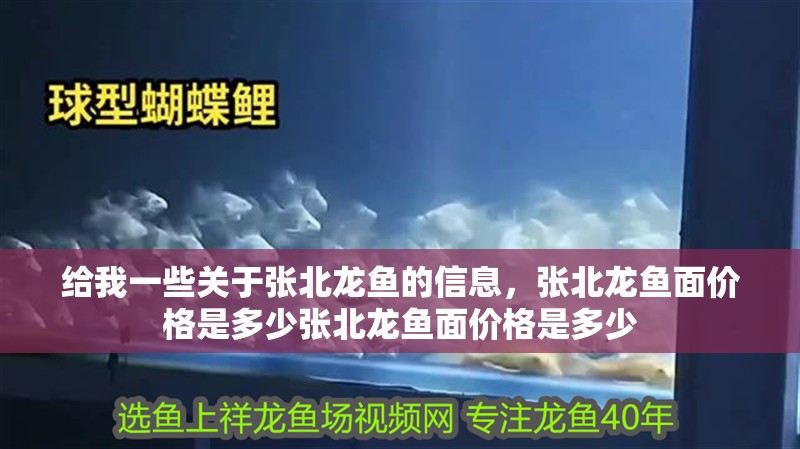 給我一些關于張北龍魚的信息，張北龍魚面價格是多少張北龍魚面價格是多少
