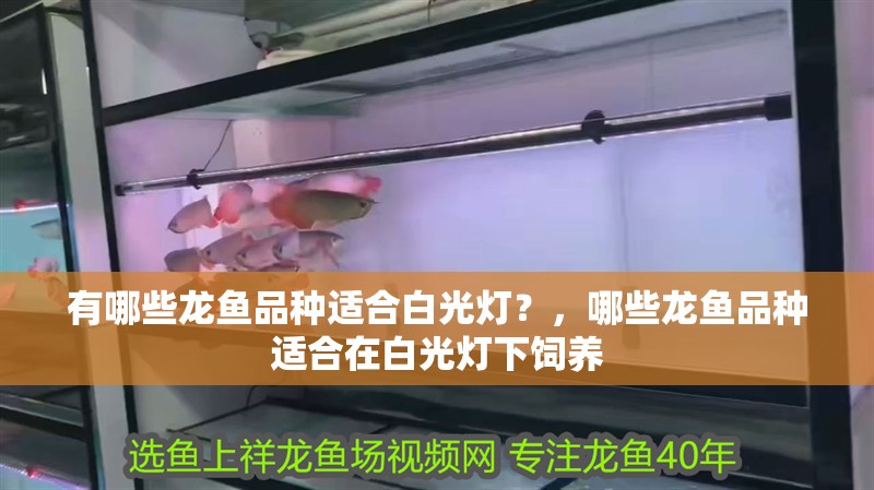 有哪些龍魚品種適合白光燈？，哪些龍魚品種適合在白光燈下飼養