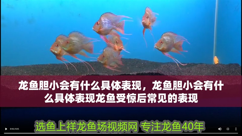 龍魚膽小會有什么具體表現(xiàn)，龍魚膽小會有什么具體表現(xiàn)龍魚受驚后常見的表現(xiàn)