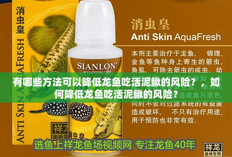 有哪些方法可以降低龍魚吃活泥鰍的風險？，如何降低龍魚吃活泥鰍的風險？