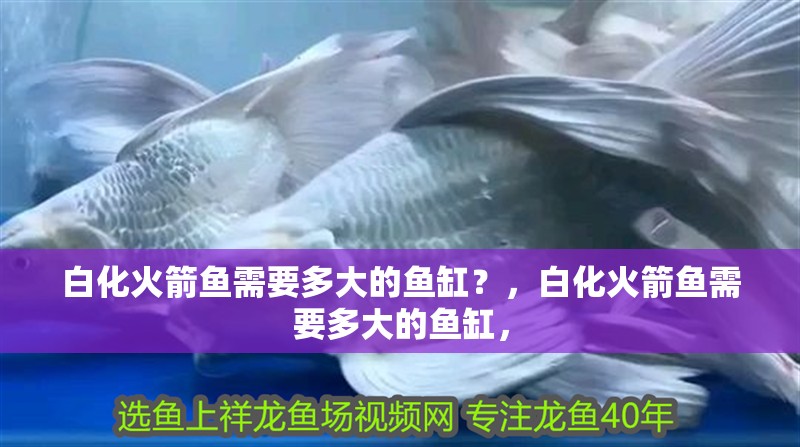 白化火箭魚需要多大的魚缸？，白化火箭魚需要多大的魚缸， 白化火箭魚需要多大的魚缸？，白化火箭魚需要多大的魚缸， 龍魚百科