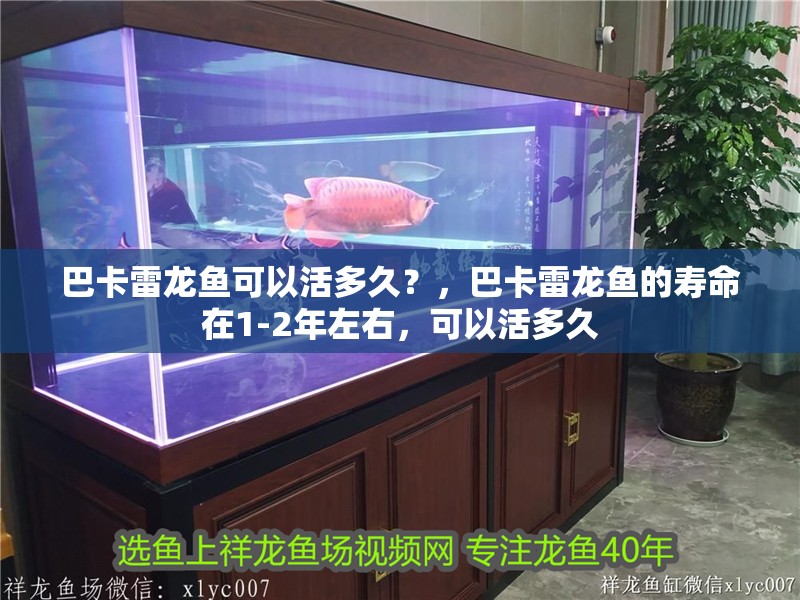 巴卡雷龍魚可以活多久？，巴卡雷龍魚的壽命在1-2年左右，可以活多久