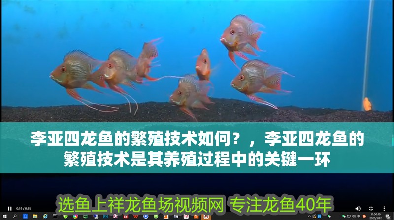 李亞四龍魚的繁殖技術(shù)如何？，李亞四龍魚的繁殖技術(shù)是其養(yǎng)殖過程中的關(guān)鍵一環(huán)