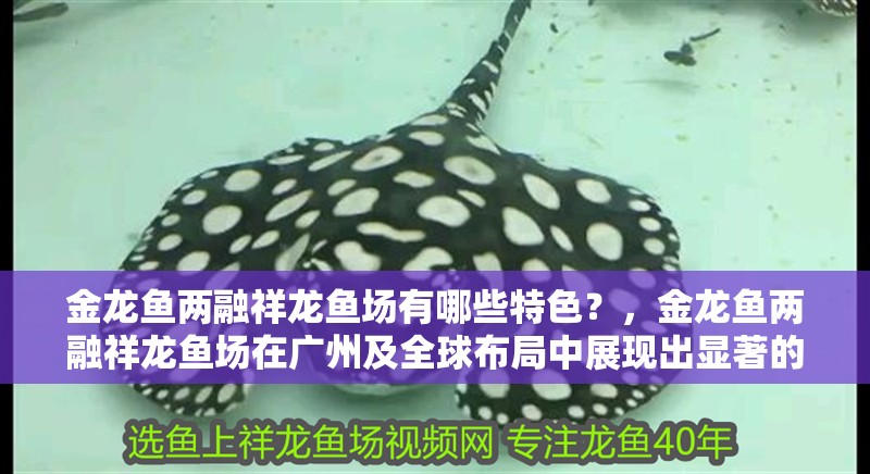 金龍魚兩融祥龍魚場有哪些特色？，金龍魚兩融祥龍魚場在廣州及全球布局中展現出顯著的產業優勢 金龍魚兩融祥龍魚場有哪些特色？，金龍魚兩融祥龍魚場在廣州及全球布局中展現出顯著的產業優勢 龍魚百科