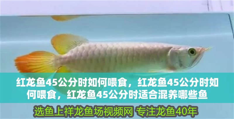 紅龍魚45公分時如何喂食，紅龍魚45公分時如何喂食，紅龍魚45公分時適合混養哪些魚 紅龍魚45公分時如何喂食，紅龍魚45公分時如何喂食，紅龍魚45公分時適合混養哪些魚 龍魚百科