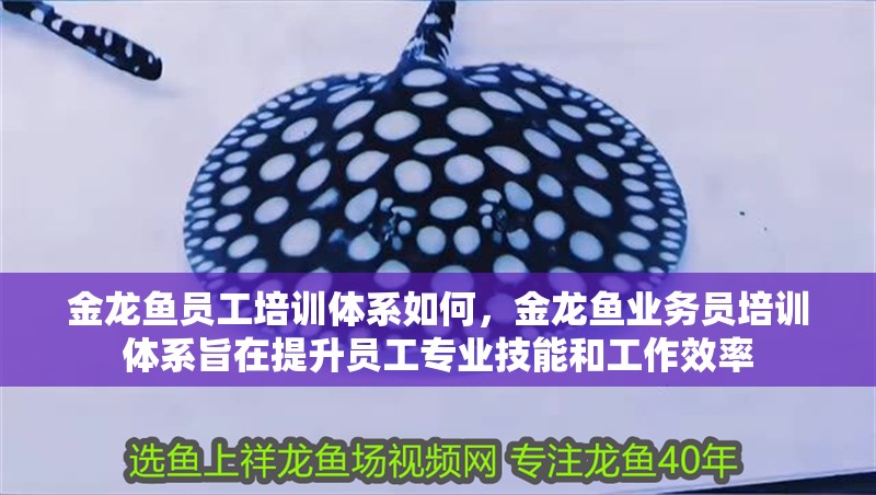 金龍魚員工培訓體系如何，金龍魚業務員培訓體系旨在提升員工專業技能和工作效率 金龍魚員工培訓體系如何，金龍魚業務員培訓體系旨在提升員工專業技能和工作效率 龍魚百科