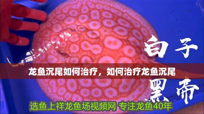 龍魚沉尾如何治療，如何治療龍魚沉尾