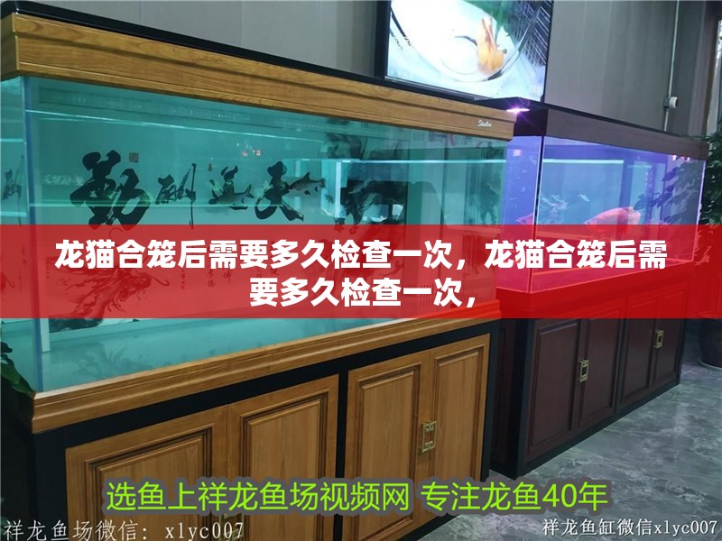 鸚鵡魚和銀龍魚混養怎樣喂食 龍貓合籠后需要多久檢查一次,龍貓合籠后需要多久檢查一次, 龍魚百科 龍貓合籠后需要多久檢查一次,龍貓合籠后需要多久檢查一次, 龍貓合籠后需要多久檢查一次,龍貓合籠后需要多久檢查一次, 龍魚百科