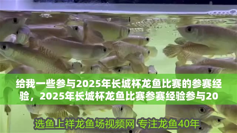 給我一些參與2025年長(zhǎng)城杯龍魚(yú)比賽的參賽經(jīng)驗(yàn)，2025年長(zhǎng)城杯龍魚(yú)比賽參賽經(jīng)驗(yàn)參與2025年長(zhǎng)城杯龍魚(yú)比賽