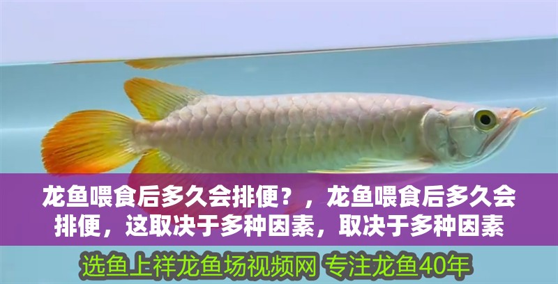 龍魚喂食后多久會排便？，龍魚喂食后多久會排便，這取決于多種因素，取決于多種因素