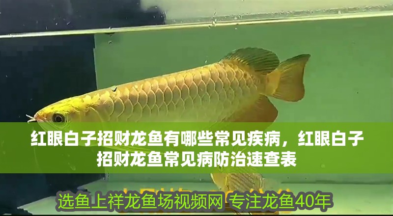 紅眼白子招財(cái)龍魚有哪些常見疾病，紅眼白子招財(cái)龍魚常見病防治速查表