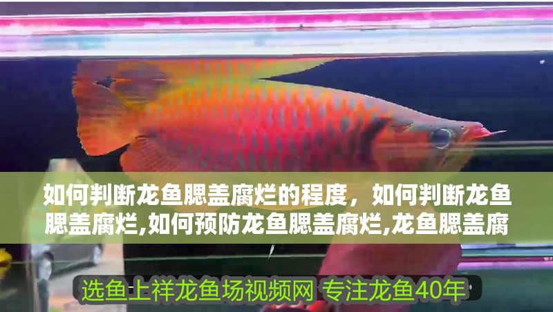 如何判斷龍魚腮蓋腐爛的程度，如何判斷龍魚腮蓋腐爛,如何預防龍魚腮蓋腐爛,龍魚腮蓋腐爛能活多久