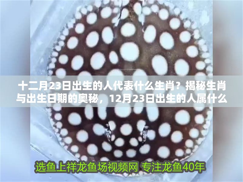 十二月23日出生的人代表什么生肖？揭秘生肖與出生日期的奧秘，12月23日出生的人屬什么生肖？一圖看懂生肖日期對照