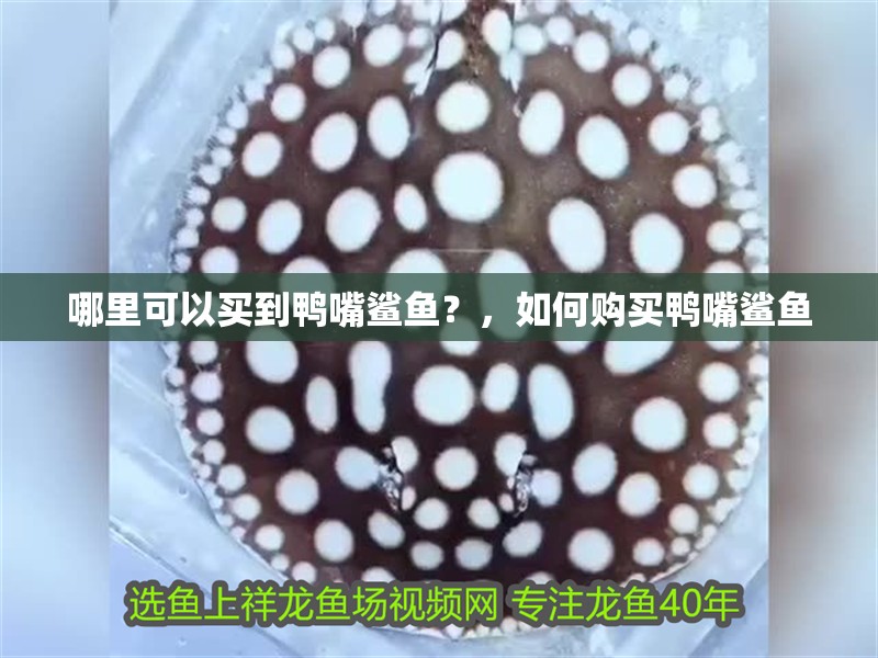 哪里可以買到鴨嘴鯊魚？，如何購買鴨嘴鯊魚