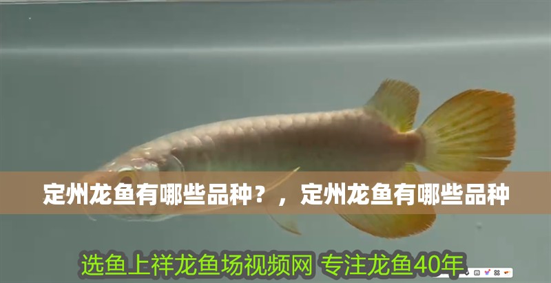 我的虎魚真菌感染了要怎么處理 定州龍魚有哪些品種?,定州龍魚有哪些品種 龍魚百科 定州龍魚有哪些品種?,定州龍魚有哪些品種 定州龍魚有哪些品種?,定州龍魚有哪些品種 龍魚百科