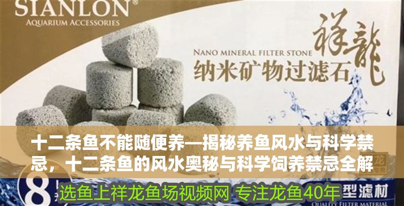 十二條魚不能隨便養(yǎng)—揭秘養(yǎng)魚風水與科學禁忌，十二條魚的風水奧秘與科學飼養(yǎng)禁忌全解析 十二條魚不能隨便養(yǎng)—揭秘養(yǎng)魚風水與科學禁忌，十二條魚的風水奧秘與科學飼養(yǎng)禁忌全解析 龍魚百科 第1張
