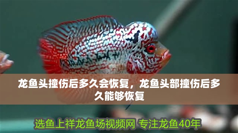 龍魚頭撞傷后多久會恢復，龍魚頭部撞傷后多久能夠恢復 龍魚頭撞傷后多久會恢復，龍魚頭部撞傷后多久能夠恢復 龍魚百科