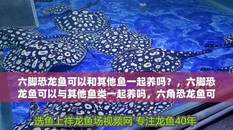六腳恐龍魚可以和其他魚一起養(yǎng)嗎？，六腳恐龍魚可以與其他魚類一起養(yǎng)嗎，六角恐龍魚可以與其他魚一起養(yǎng)嗎