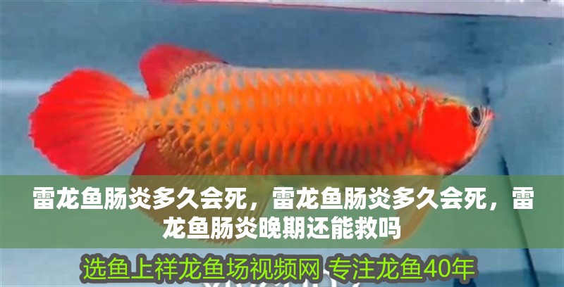 雷龍魚腸炎多久會死，雷龍魚腸炎多久會死，雷龍魚腸炎晚期還能救嗎