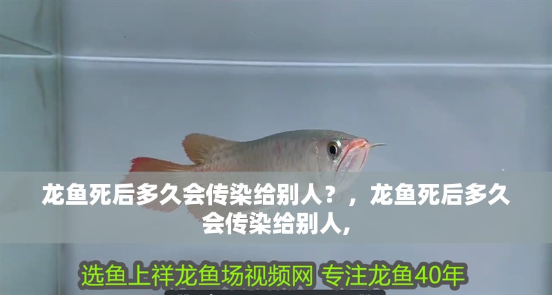 魚缸用增氧泵價格是多少:魚缸增氧機-xtrac增氧機-xtrac增氧機 龍魚死后多久會傳染給別人?,龍魚死后多久會傳染給別人, 龍魚百科 龍魚死后多久會傳染給別人?,龍魚死后多久會傳染給別人, 龍魚死后多久會傳染給別人?,龍魚死后多久會傳染給別人, 龍魚百科