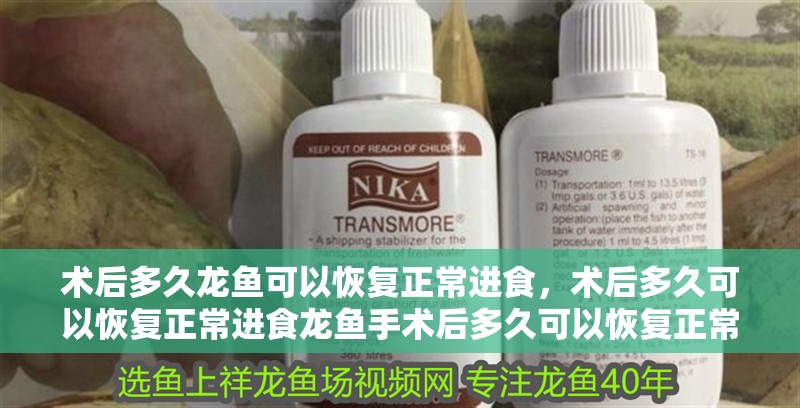 術后多久龍魚可以恢復正常進食，術后多久可以恢復正常進食龍魚手術后多久可以恢復正常進食