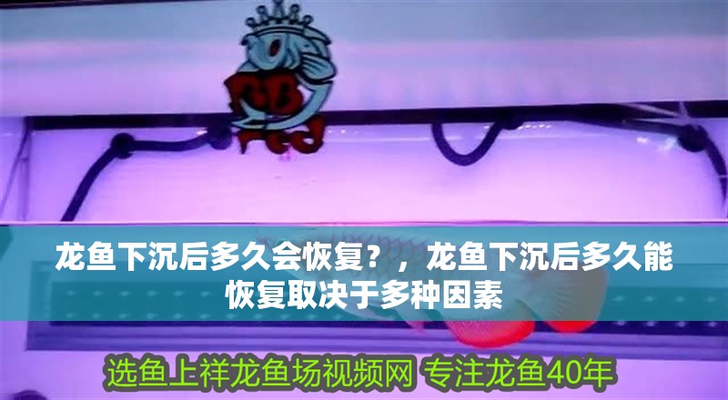 龍魚下沉后多久會恢復？，龍魚下沉后多久能恢復取決于多種因素