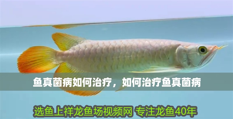 魚(yú)真菌病如何治療，如何治療魚(yú)真菌病