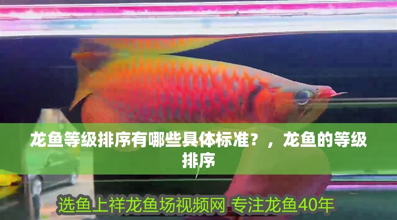 龍魚等級排序有哪些具體標(biāo)準(zhǔn)？，龍魚的等級排序