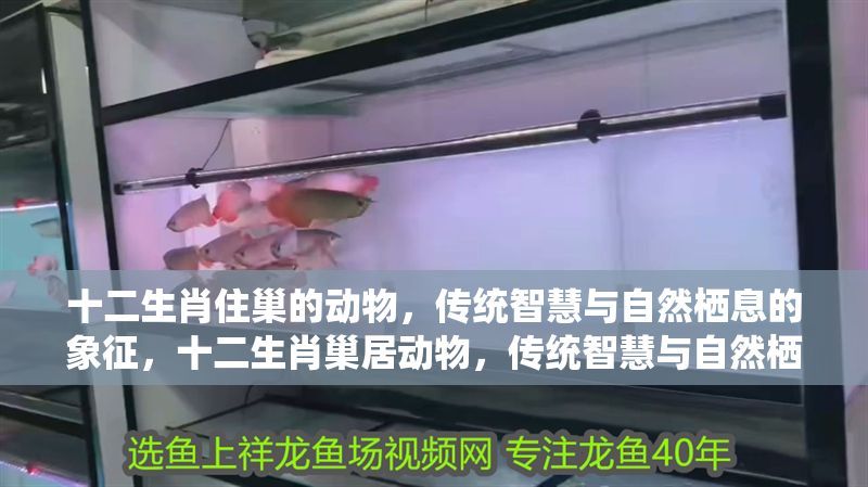 十二生肖住巢的動(dòng)物，傳統(tǒng)智慧與自然棲息的象征，十二生肖巢居動(dòng)物，傳統(tǒng)智慧與自然棲息的象征