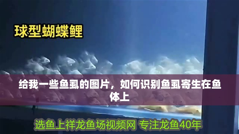 給我一些魚虱的圖片，如何識(shí)別魚虱寄生在魚體上
