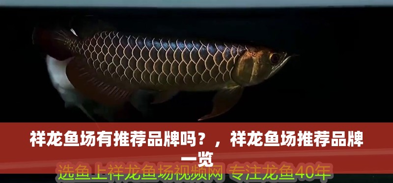 祥龍魚場有推薦品牌嗎？，祥龍魚場推薦品牌一覽