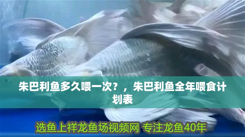 朱巴利魚多久喂一次？，朱巴利魚全年喂食計劃表
