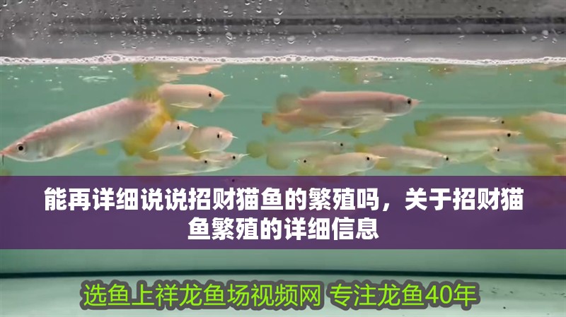 能再詳細說說招財貓魚的繁殖嗎，關于招財貓魚繁殖的詳細信息 能再詳細說說招財貓魚的繁殖嗎，關于招財貓魚繁殖的詳細信息 龍魚百科