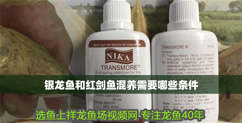 魚缸用增氧泵價格是多少:魚缸增氧機-xtrac增氧機-xtrac增氧機 銀龍魚和紅劍魚混養需要哪些條件 龍魚百科 銀龍魚和紅劍魚混養需要哪些條件 銀龍魚和紅劍魚混養需要哪些條件 龍魚百科