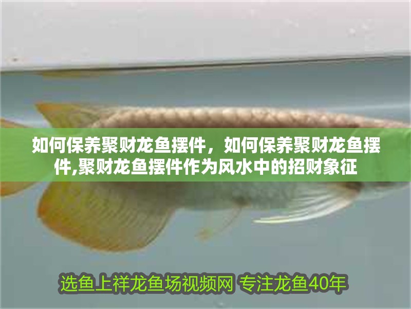 我的虎魚真菌感染了要怎么處理 如何保養(yǎng)聚財龍魚擺件,如何保養(yǎng)聚財龍魚擺件,聚財龍魚擺件作為風(fēng)水中的招財象征 龍魚百科 如何保養(yǎng)聚財龍魚擺件,如何保養(yǎng)聚財龍魚擺件,聚財龍魚擺件作為風(fēng)水中的招財象征 如何保養(yǎng)聚財龍魚擺件,如何保養(yǎng)聚財龍魚擺件,聚財龍魚擺件作為風(fēng)水中的招財象征 龍魚百科