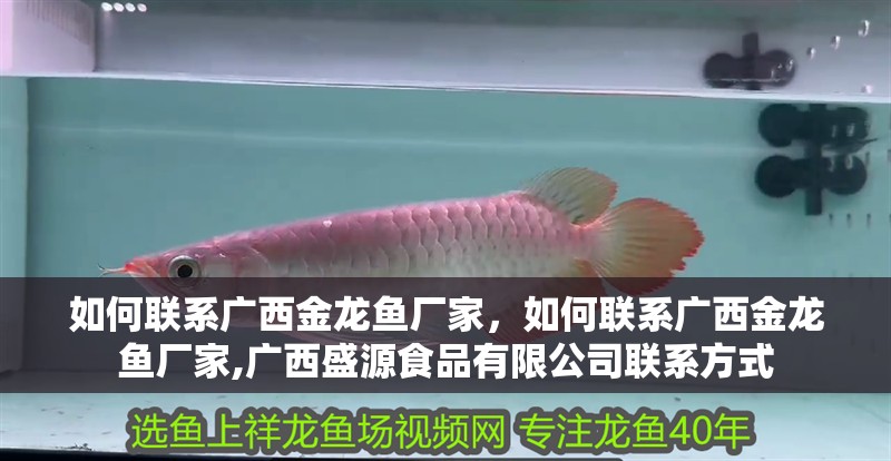如何聯系廣西金龍魚廠家，如何聯系廣西金龍魚廠家,廣西盛源食品有限公司聯系方式