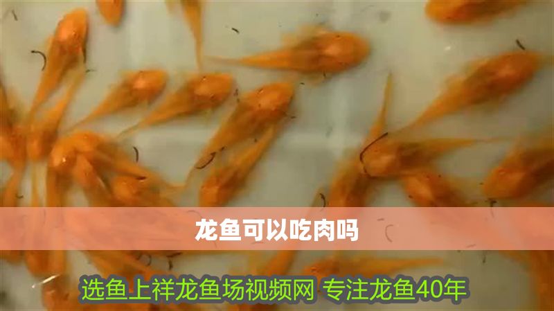 龍魚可以吃肉嗎