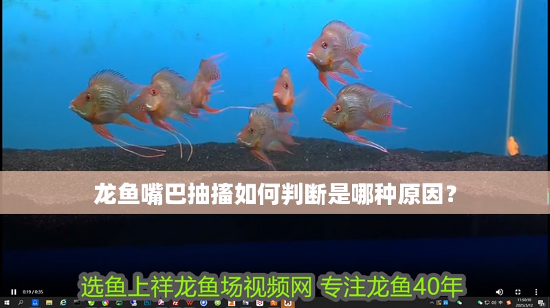 龍魚嘴巴抽搐如何判斷是哪種原因？