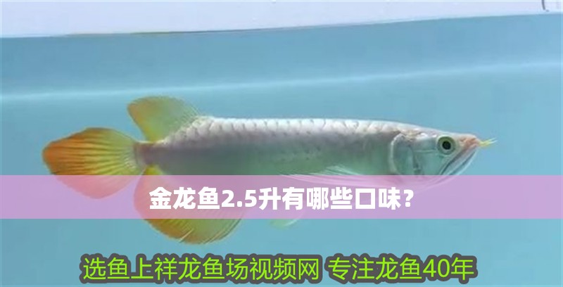 金龍魚2.5升有哪些口味？