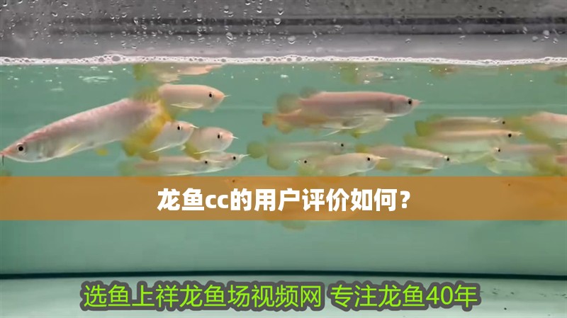 龍魚cc的用戶評價如何？