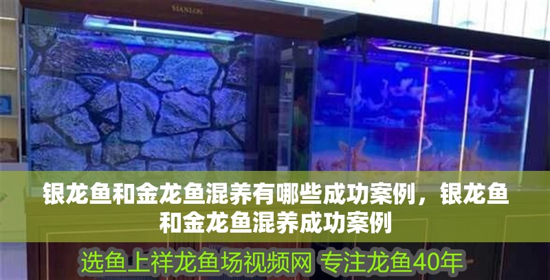 銀龍魚和金龍魚混養有哪些成功案例，銀龍魚和金龍魚混養成功案例