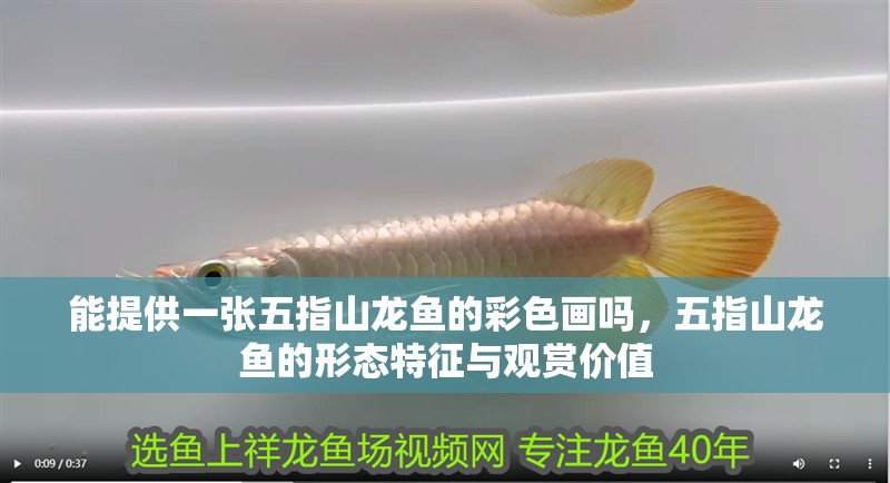能提供一張<strong><mark>五指山</mark></strong>龍魚的彩色畫嗎，<strong><mark>五指山</mark></strong>龍魚的形態(tài)特征與觀賞價值