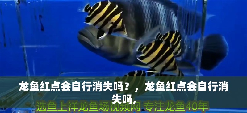 龍魚紅點會自行消失嗎？，龍魚紅點會自行消失嗎,